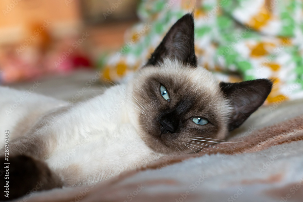 close up of a siamese cat lying on the bed indoors at home