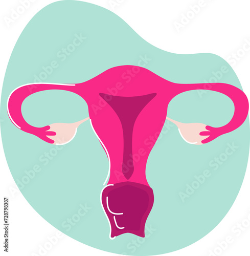 The uterus, a vital organ in the female reproductive system, is responsible for nurturing and housing a developing fetus during pregnancy and undergoing cyclic changes during the menstrual cycle