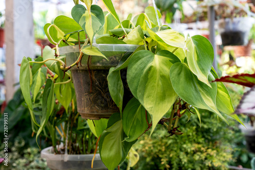 Philodendron Brasil hederaceum variegated heart leaf in a hanging pot photo