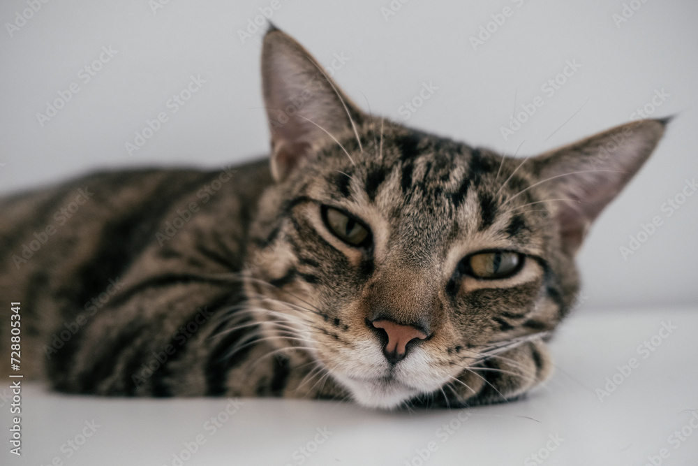 portrait of a tabby cat, looking at camera 