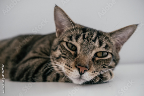 portrait of a tabby cat, looking at camera  © Baoyan Zeng