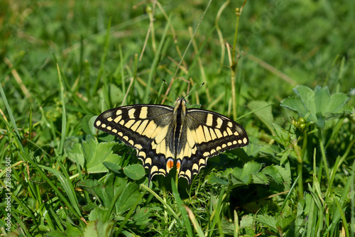 Old World swallowtail (papilio machaon) butterfly in a green meadow