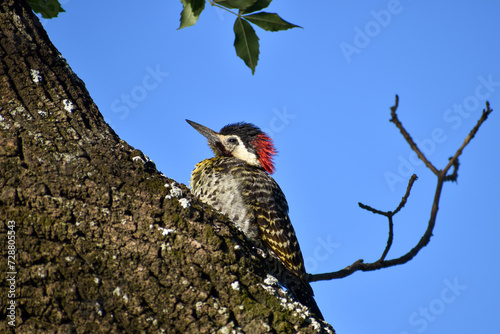 green-barred woodpecker (colaptes melanochloros) on a tree in Buenos Aires, Argentina photo