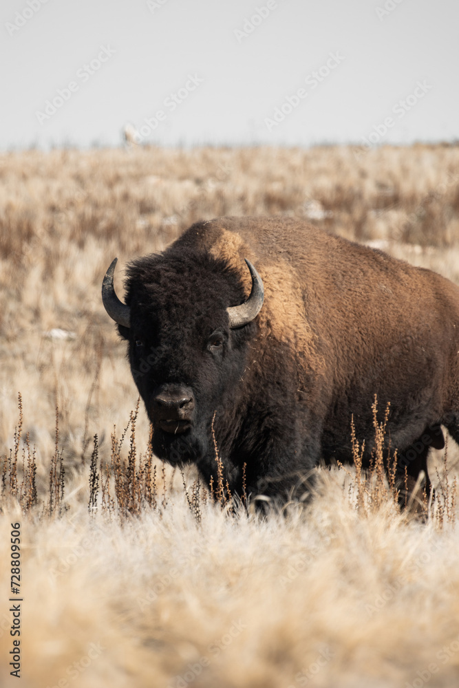 Bison on Antelope Island