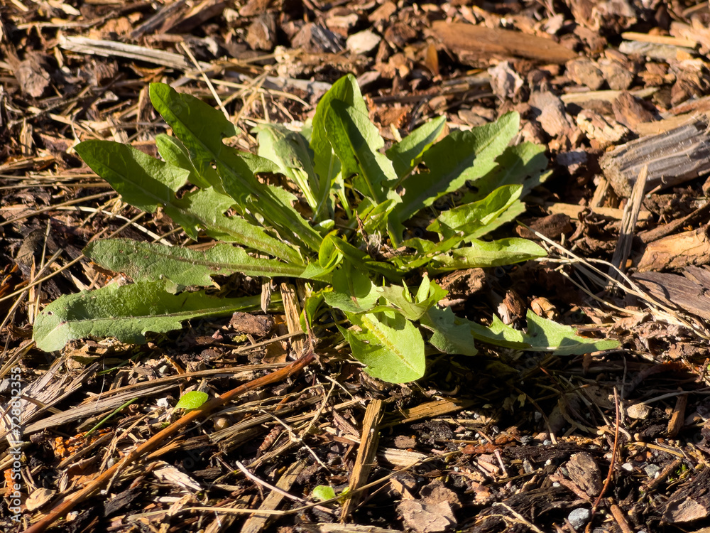 Fototapeta premium A weed in the bark dust