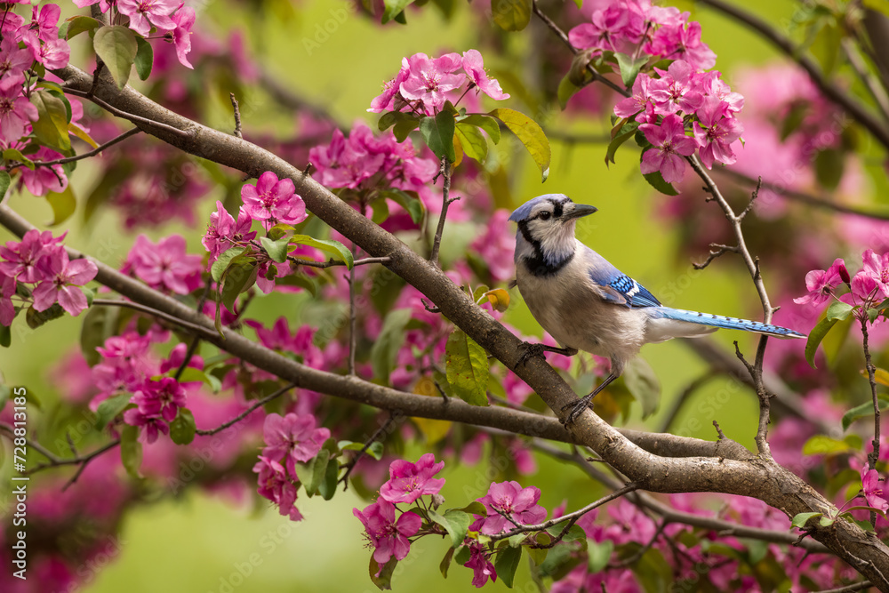 Blue Jay Tree Blue Jay on flowering crabapple tree in Spring. Perching among blooms ...