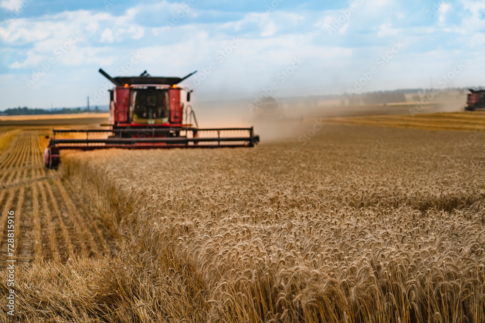 Fototapeta premium Combine harvests wheat in field.