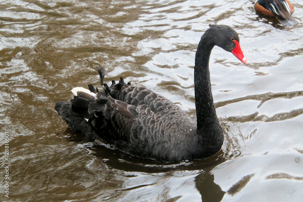 Fototapeta premium black swan on the lake