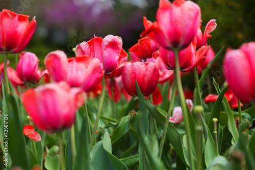 red and pink flower tulips in a garden.