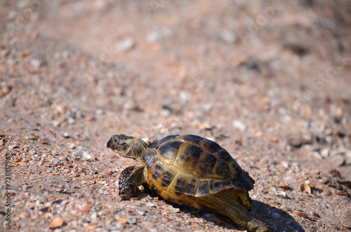 Central Asian desert turtle close-up, selective focus, copy space