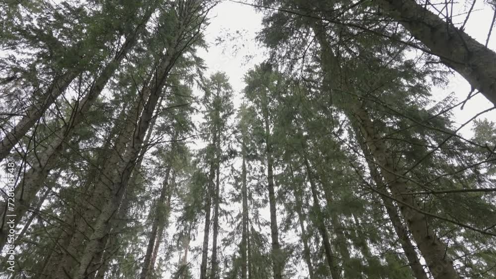 Perspective from the forest floor looking up into the canopy of tall trees with a glimpse of the sky Perspective from the forest floor looking up into the canopy of tall trees with a glimpse of the sky