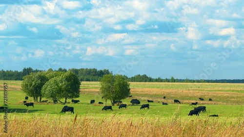 Cows Grazing In Pasture Under Big Blue Sky. Group Of Cows Grazing In Pasture. photo