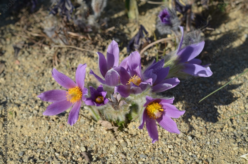 Blooming pasque flower Pulsatilla grandis Blooming pasque flower Pulsatilla grandis