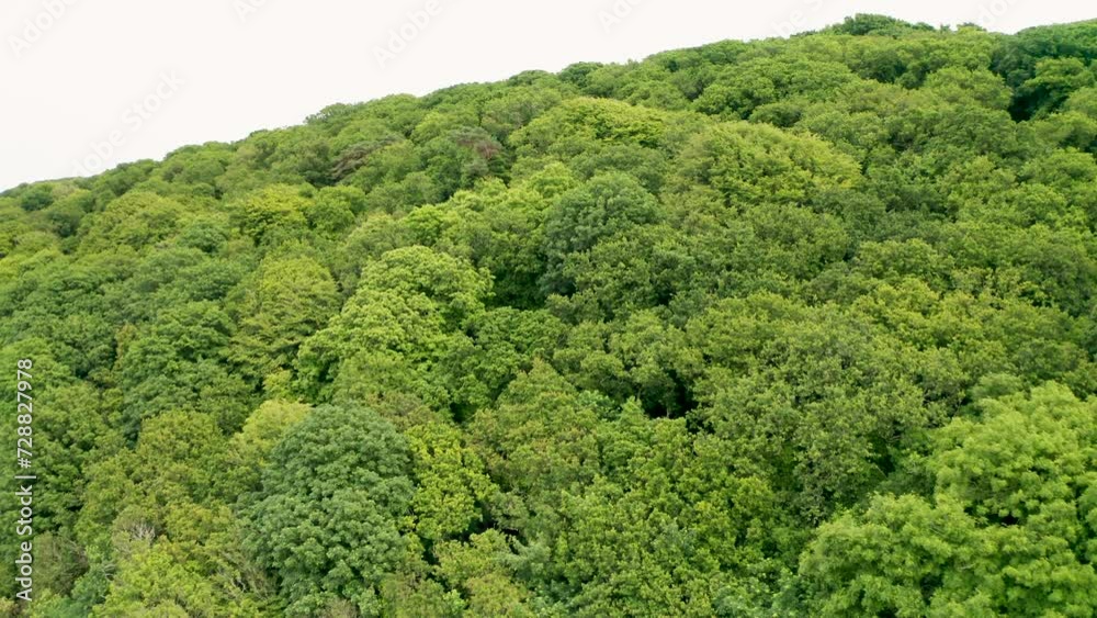 Forest canopy to field reveal during summer aerial Forest canopy to field reveal during summer aerial