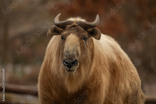 Takini animal with brown hair in cold winter day
