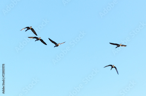 Flying flock of Geese