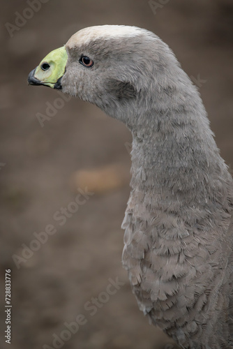 Obraz na plátne Grey goose in winter cold day with dry ground