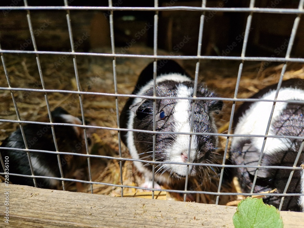 Obraz premium Hausmeerschweinchen