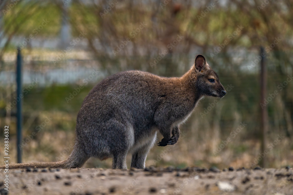 Brown cangaroo in winter cold day in garden