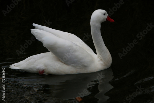 A close up of a Coscoroba Swan