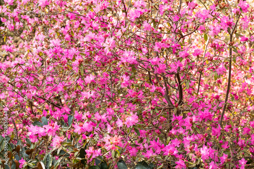 Rhododendron ostara, a pink-colored dwarf rhododendron that blooms in early spring.