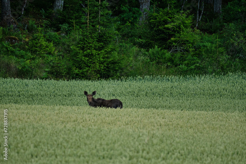 female european Moose, also Elk, Alces Alces, standing in a green grain field in Sweden on a rainy day.