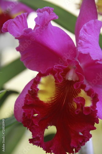 ORQUIDEA