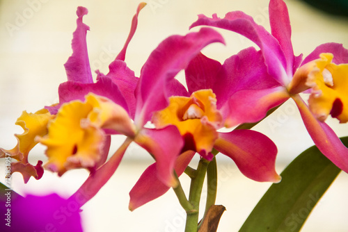 ORQUIDEA