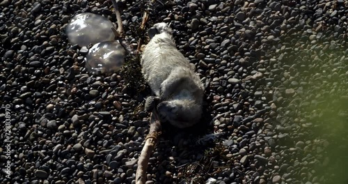 Grey seal Halichoerus grypus pup resting on beach at Skomer Island, Wales, UK photo
