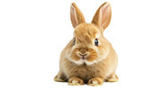 Charming Teddy Rabbit isolated on transparent Background