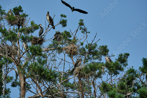 great cormorant, Phalacrocorax carbo sinensis, sitting in their nesting colony high up in the tree on the curonian spit peninsula in Poland on a sunny day.