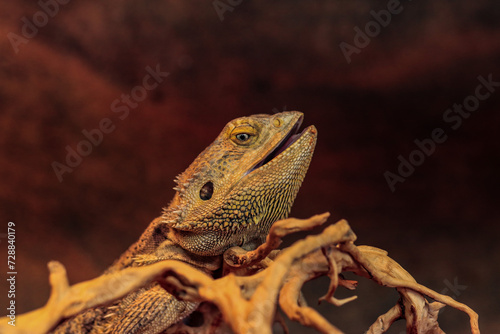 close up of a lizard