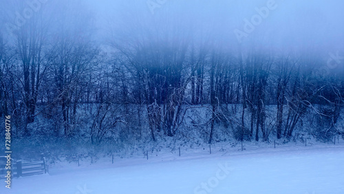 Arbres dans la brume