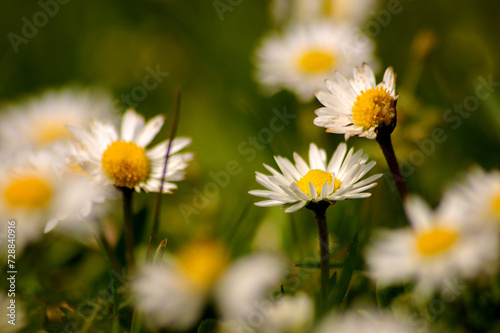 łąka kwiatowa w słoneczny poranek © Tomasz