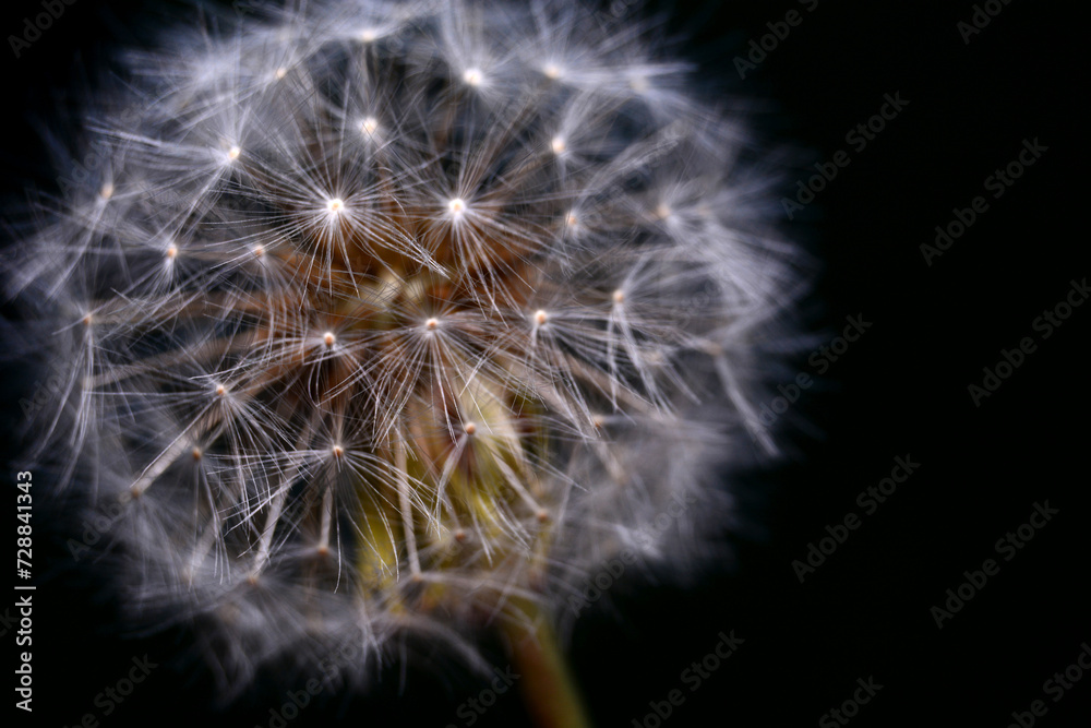 Obraz premium dandelion in close-up