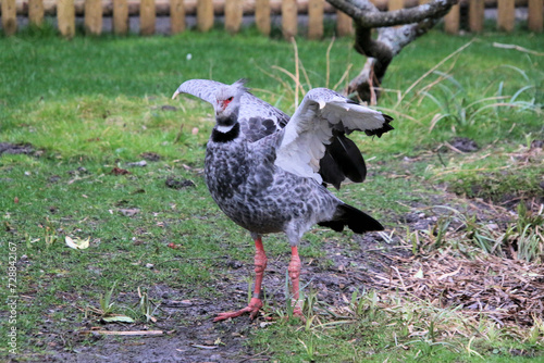 A view of a Crested Screamer