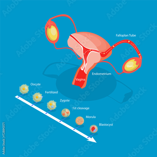 3D Isometric Flat Vector Illustration of Ovulation, Fertilization Implantation, Embryo Development