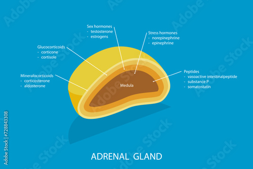 3D Isometric Flat Vector Illustration of Adrenal Gland, Endocrine System photo