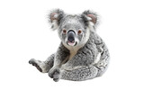Adorable Teddy Koala isolated on transparent Background