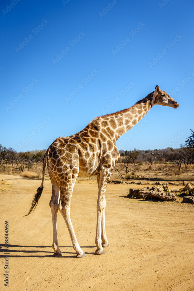 Obraz premium Wildlife preserve in Gauteng
