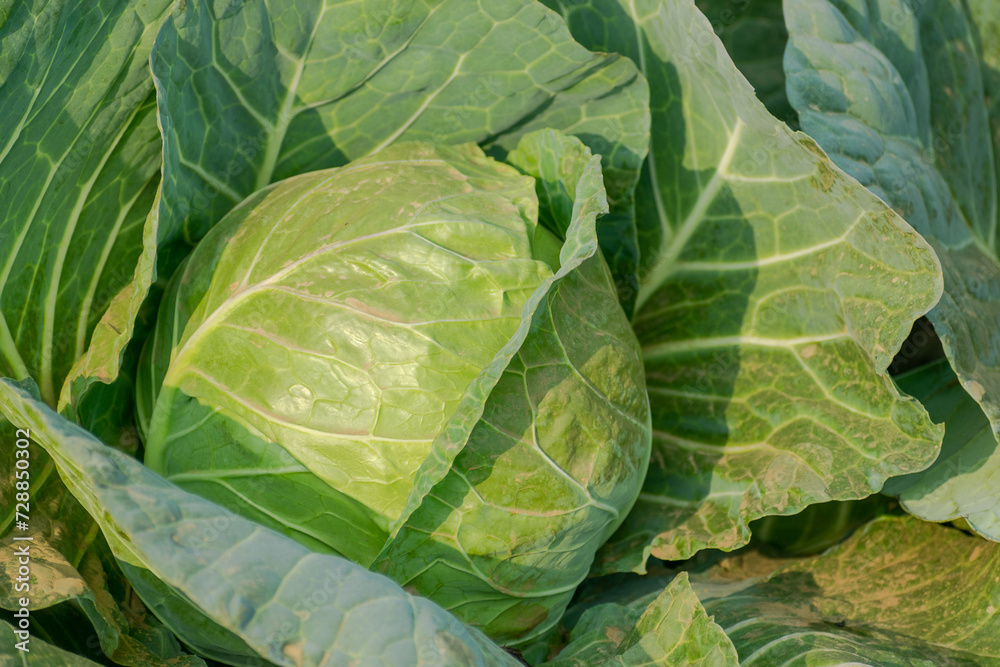 Fototapeta premium Fresh cabbage from the garden
