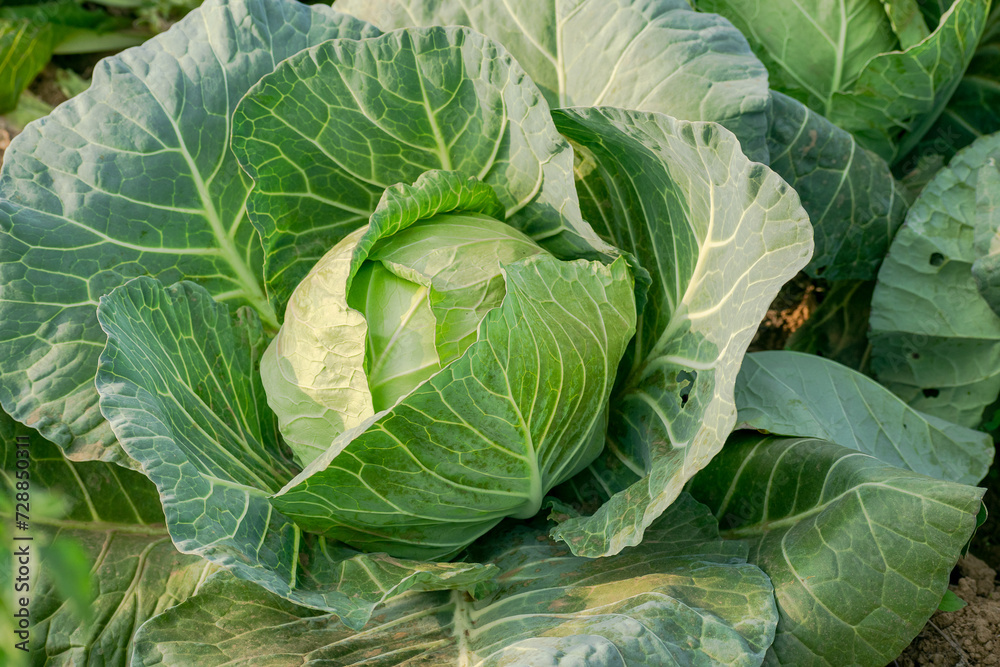 Fototapeta premium Fresh cabbage from the garden