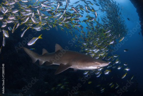 Grey Nurse (Sand tiger or ragged tooth) shark  and a school of fish inside an underwater cave