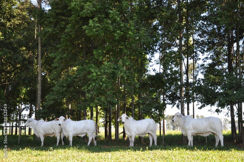 Fototapeta premium Vaca