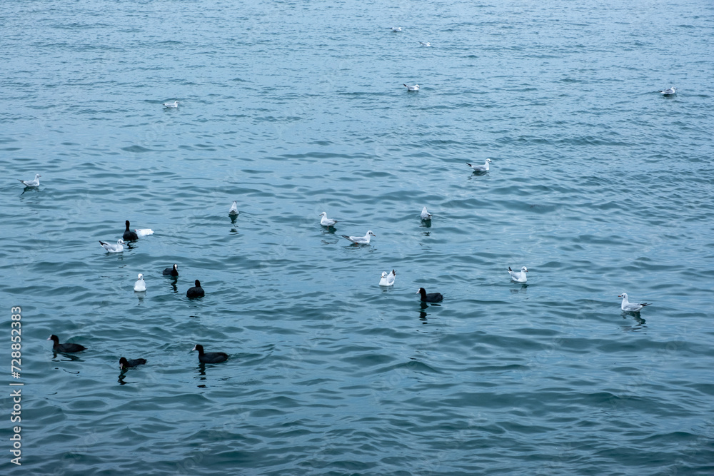 Fototapeta premium ducks in the water