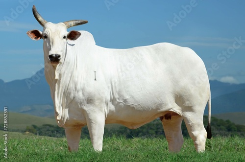 Vaca Nelore