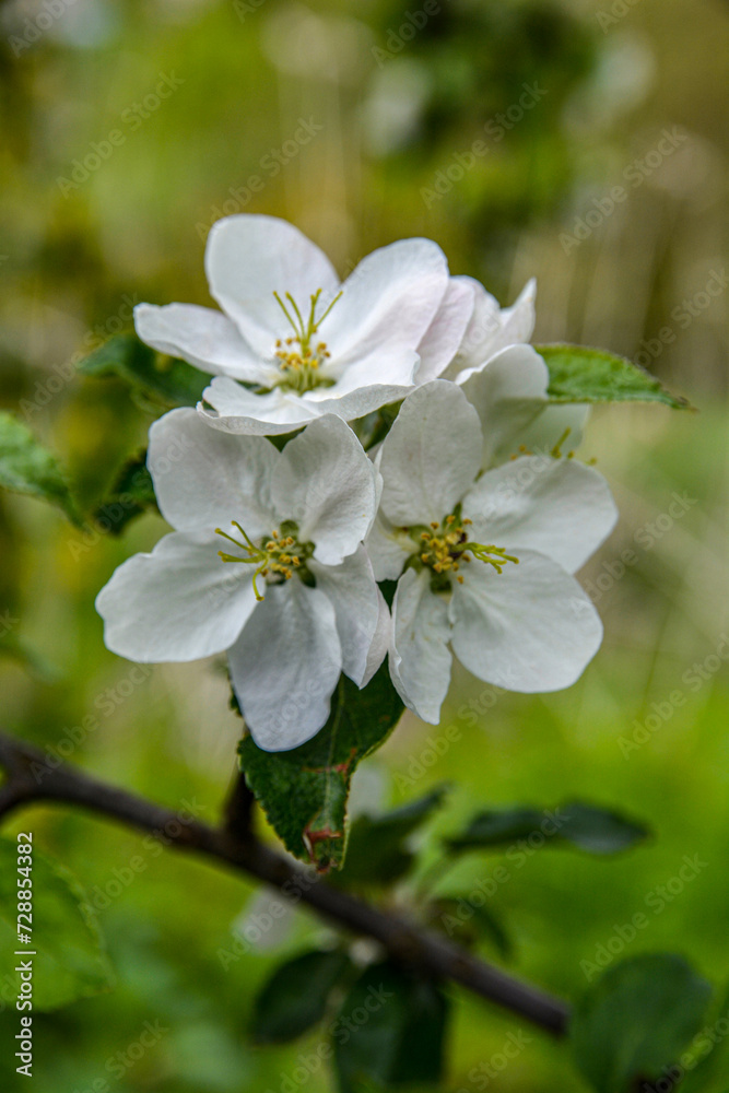 Fototapeta premium a blooming apple trees in spring.