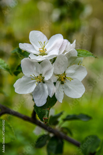 a blooming apple trees in spring.