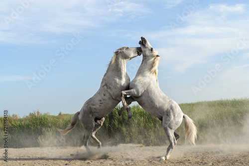 Horse fight in camargue  France