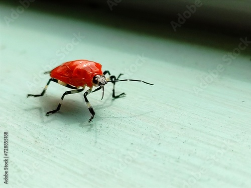 bug on the wall